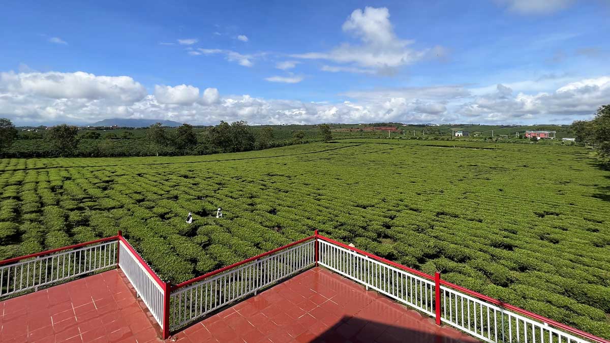 Tiện ích View đồi chè Dự án The Ocha Bảo Lộc Tiện ích View đồi chè Dự án The Ocha Bảo Lộc